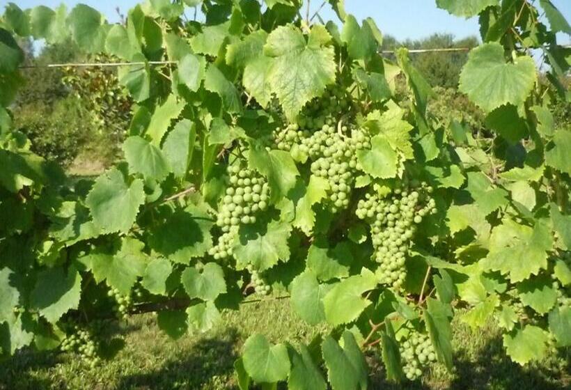 پانسیون Affittacamere Maria Stella