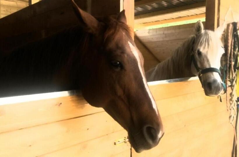 فندق Agriturismo Il Timo