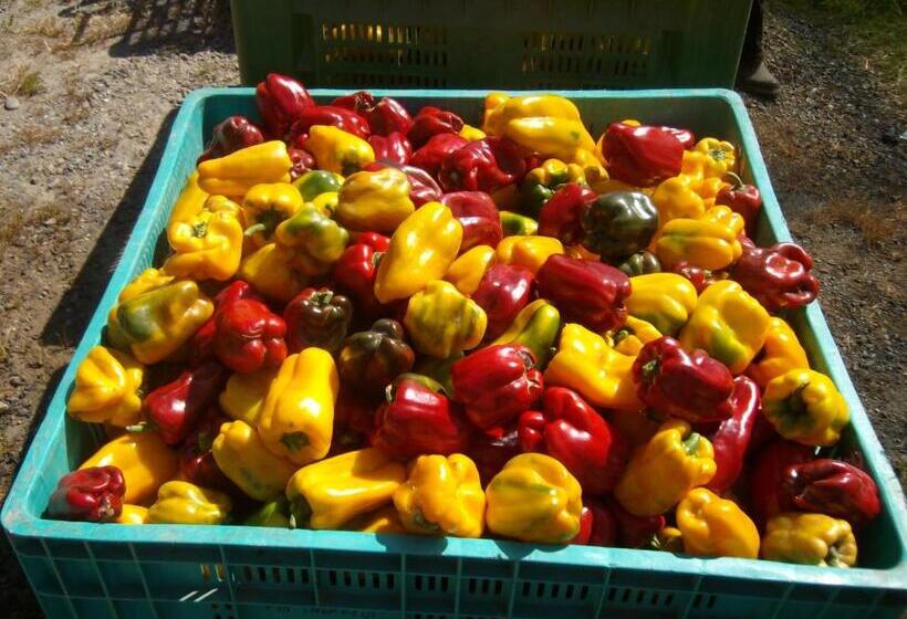 בית מלון כפרי Agriturismo La Desiderata