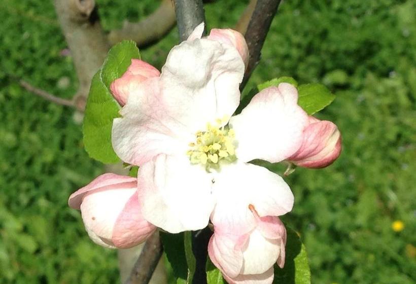 Отель Agriturismo Zafferano E Dintorni