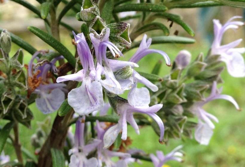 Отель Agriturismo Zafferano E Dintorni