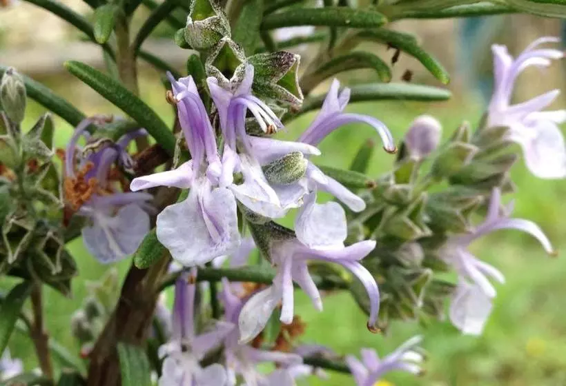 Hotelli Agriturismo Zafferano E Dintorni