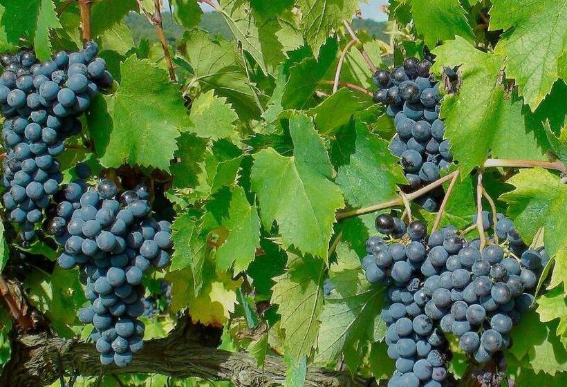 Отель Podere Montese Country House