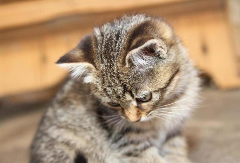 בית מלון כפרי Ratzeshof