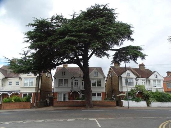 Пансион Cedar Tree Guest House