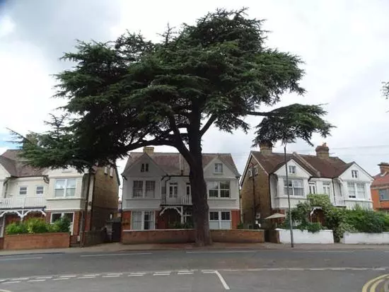 ペンション Cedar Tree Guest House