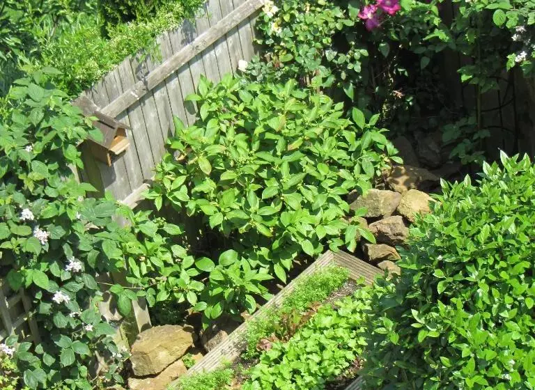 Majatalo Treetops Guest House