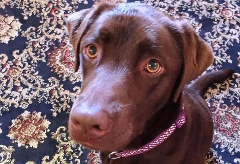 هاستل New Inn   Dorchester