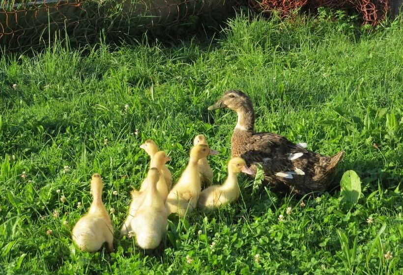 Отель Gästehaus Bauernhof Buchwieser