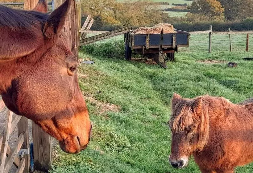 پانسیون Knoll Hill Farm, The Place To Stay