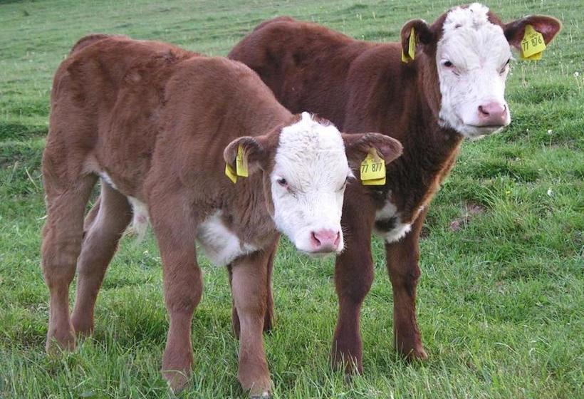 ペンション Gefildehof Göpel