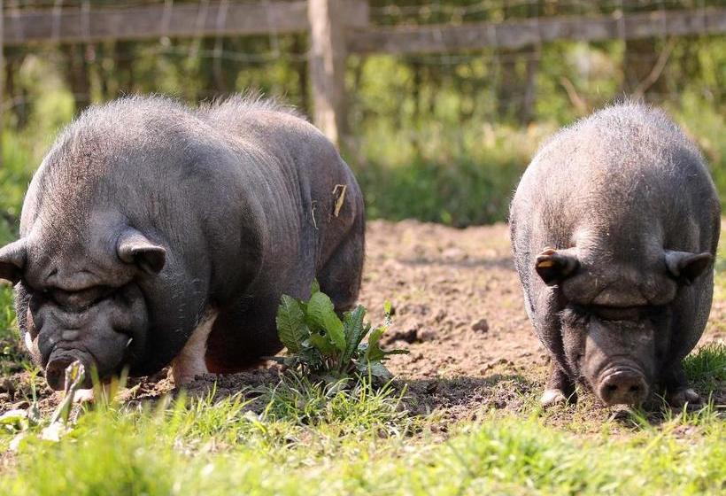 ペンション Gefildehof Göpel