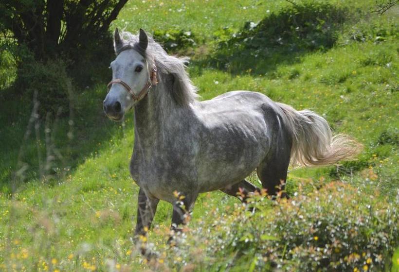 ペンション Gefildehof Göpel