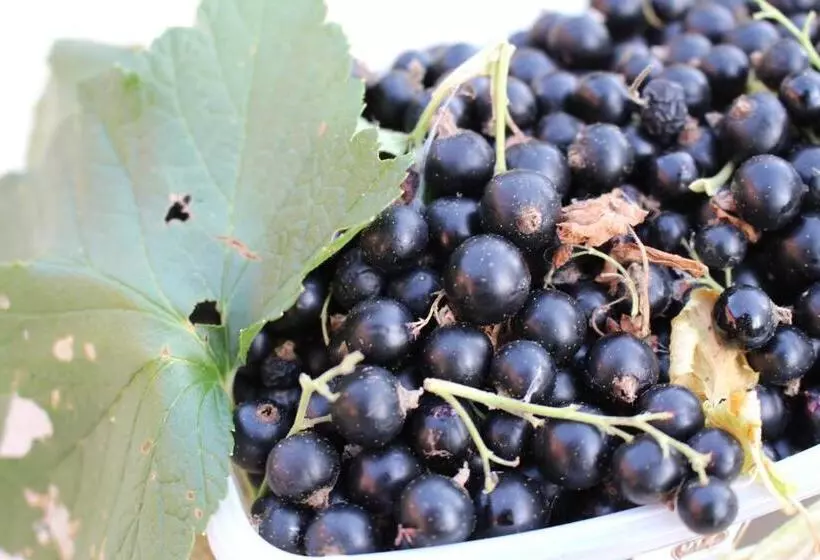 Majatalo Gästehaus Niemerg