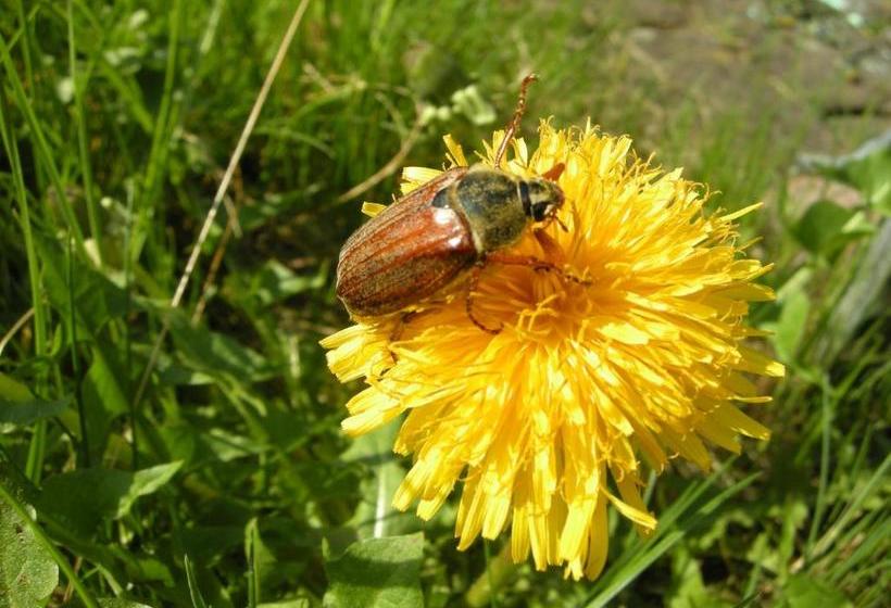 Пансион Gästehaus Steker