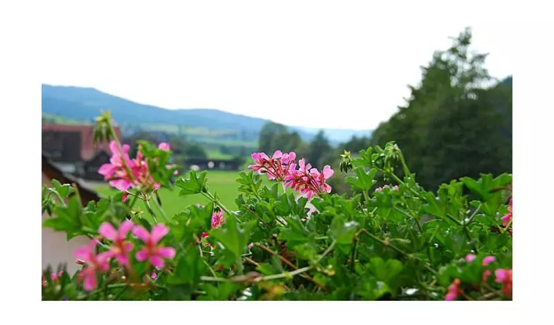 Pension Haus Rose