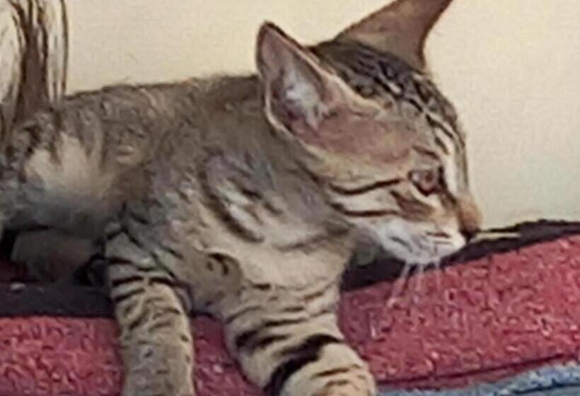 بنسيون Nandini Paying Guest House