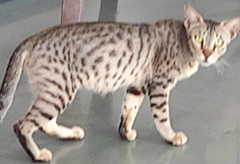 بنسيون Nandini Paying Guest House