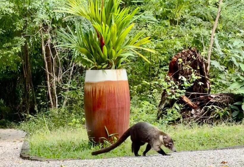 Boho Lodge Montezuma L&l