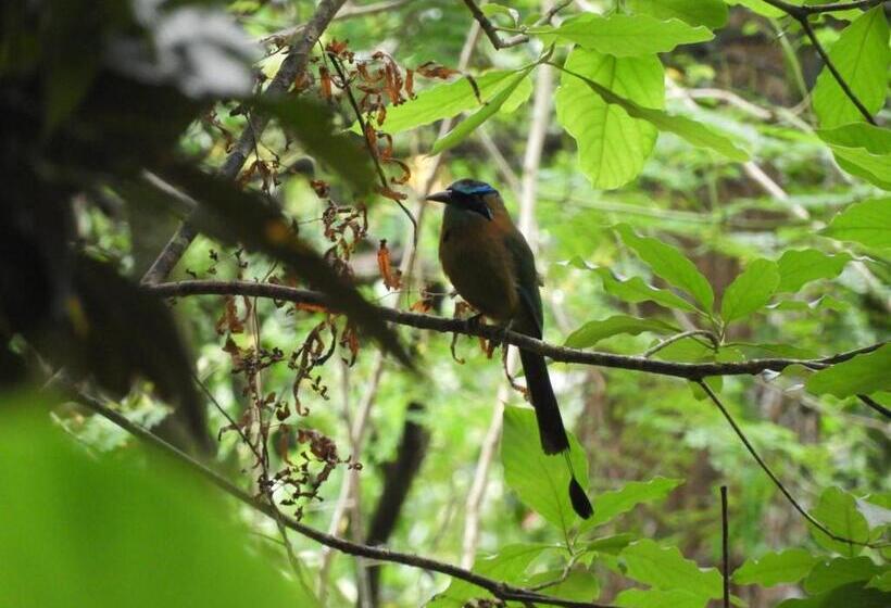 Boho Lodge Montezuma L&l