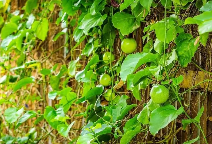 Lomakeskus Bannsuan Amaleena