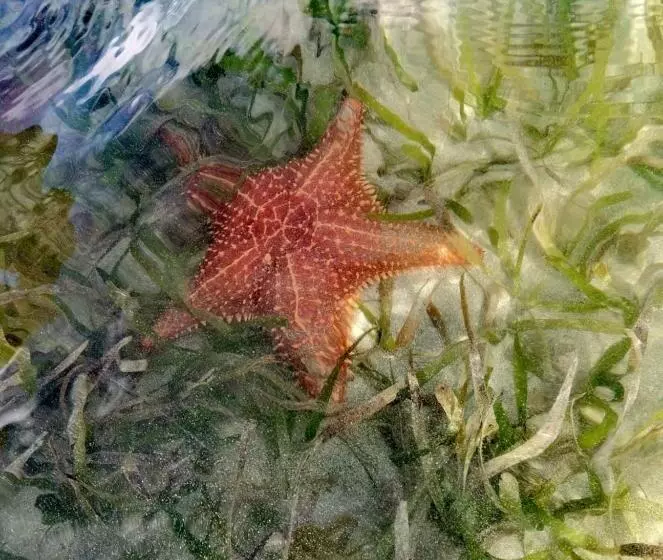 ペンション Ofiuras Hostal