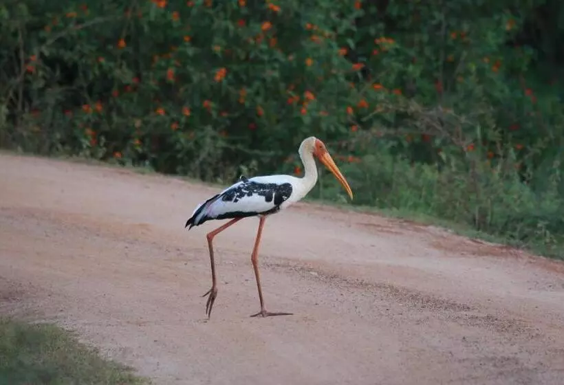 Majatalo Lake Ibis