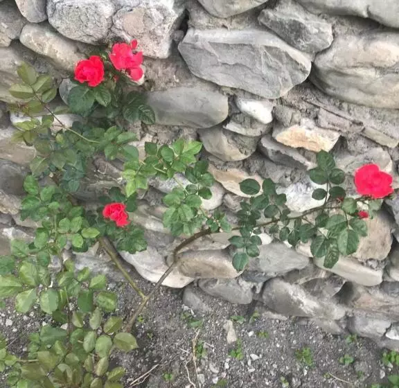 پانسیون Beaming_house