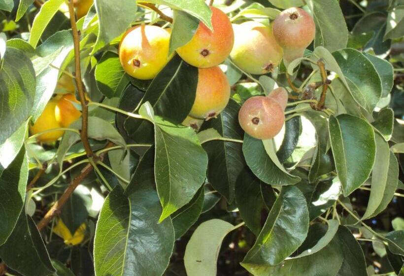 Пансион Amfora Guest House