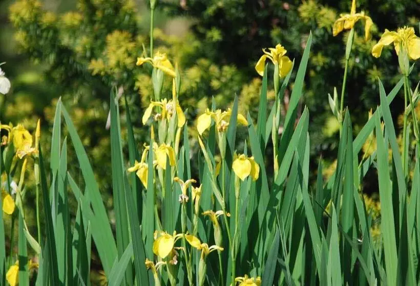 Majatalo Ivanek Guest House