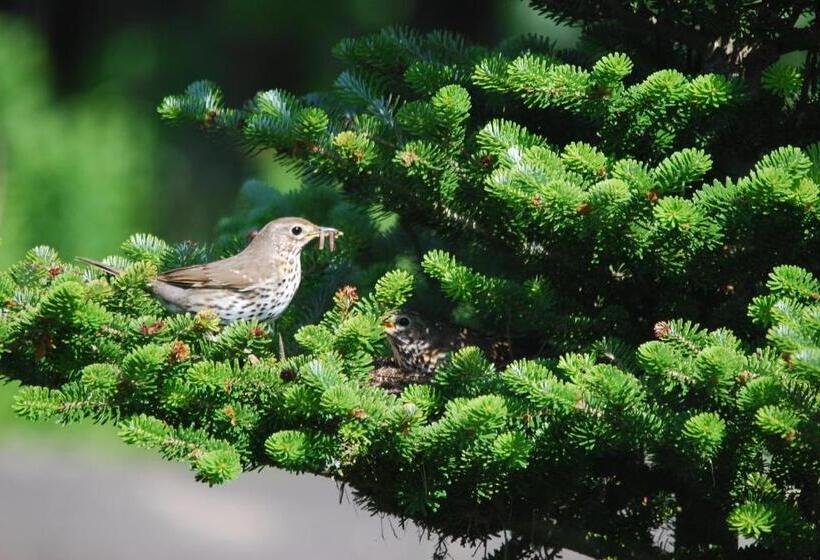 פנסיון Ivanek Guest House