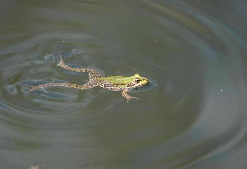 פנסיון Ivanek Guest House