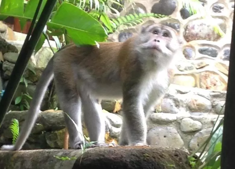 Majatalo Kupu Kupu Garden Guest House & Cafe