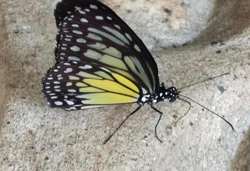 بنسيون Kupu Kupu Garden Guest House & Cafe