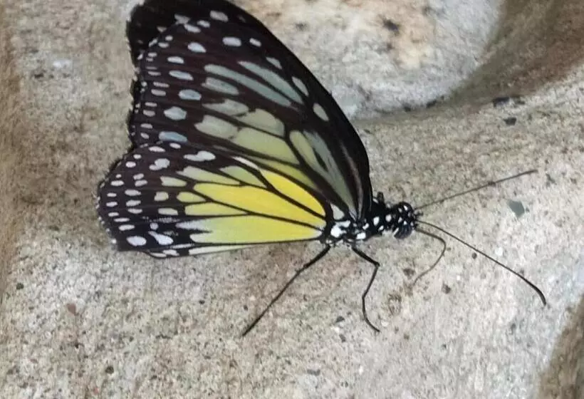 Majatalo Kupu Kupu Garden Guest House & Cafe