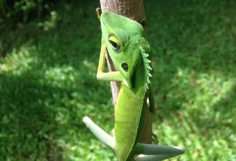 Majatalo Kupu Kupu Garden Guest House & Cafe