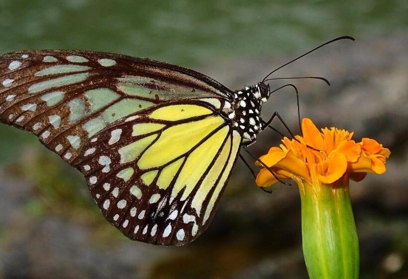 بنسيون Kupu Kupu Garden Guest House & Cafe