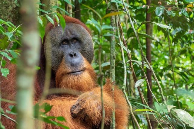 بنسيون Kupu Kupu Garden Guest House & Cafe