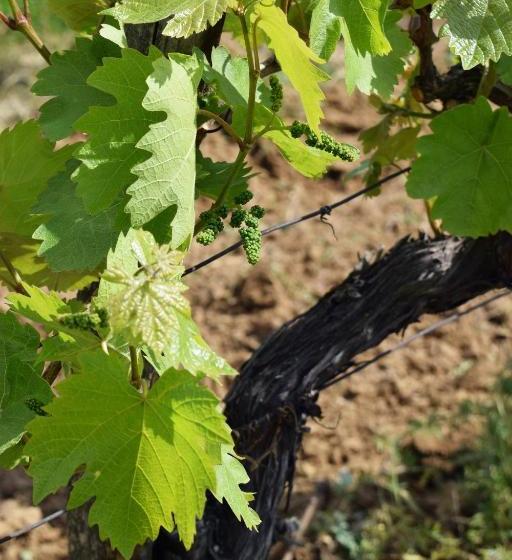 פנסיון Remete Lak