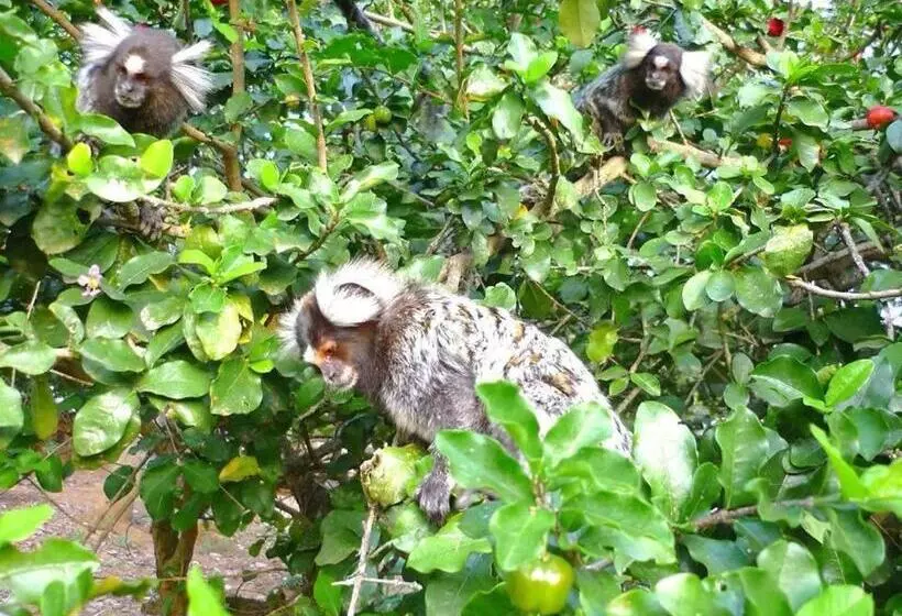 Majatalo Pousada Café Do Brejo