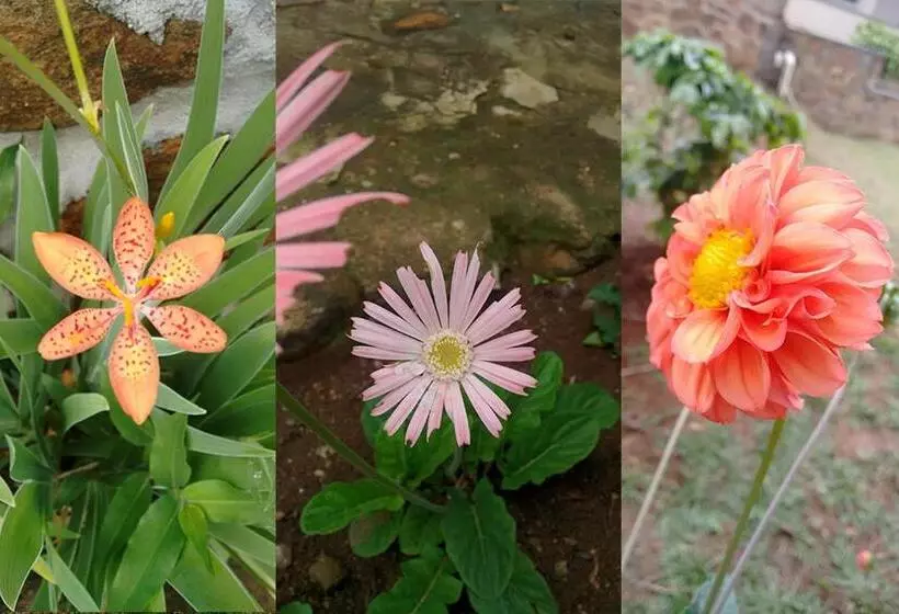 Majatalo Pousada Café Do Brejo