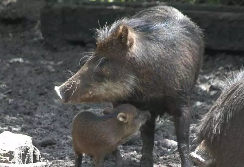 ペンション Rock Farm Guest House