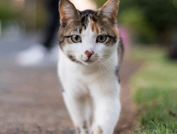 بنسيون De Bergkant