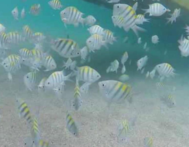 پانسیون Pousada Corais Dos Milagres