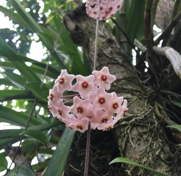 بنسيون Travel Bird Villa Foreign Bookings Only