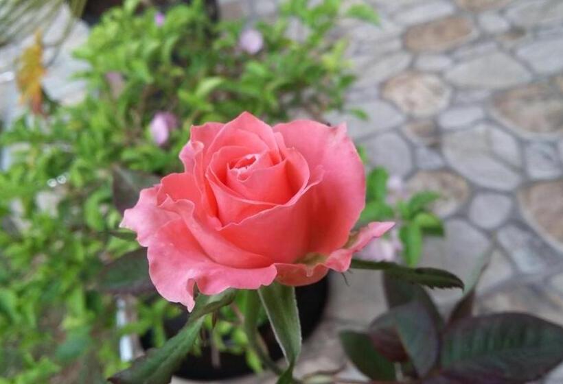 بنسيون Travel Bird Villa Foreign Bookings Only