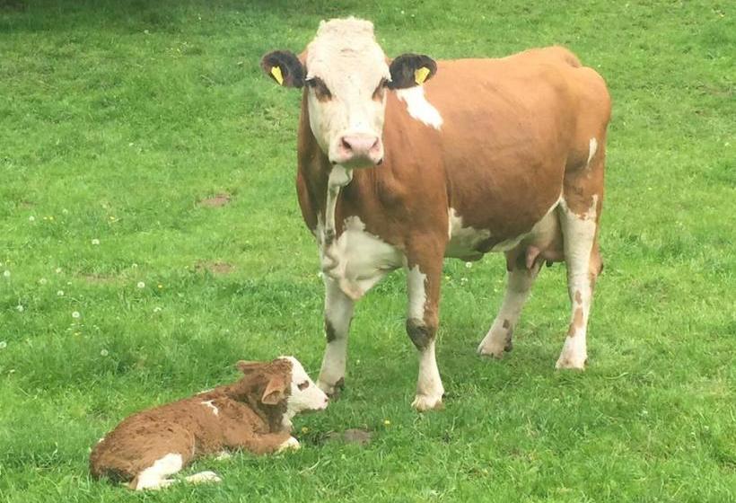 فندق صغير Lug Ins Land