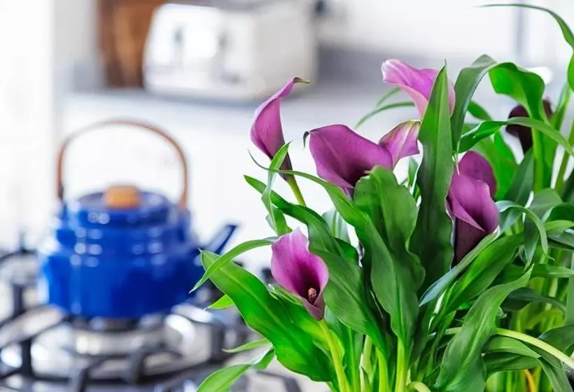 Majatalo The Vishuis