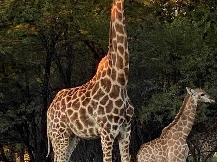 בית מלון כפרי Waterberg Cottages, Private Game Reserve