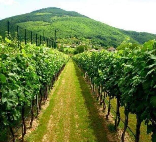 پانسیون Villa Radica